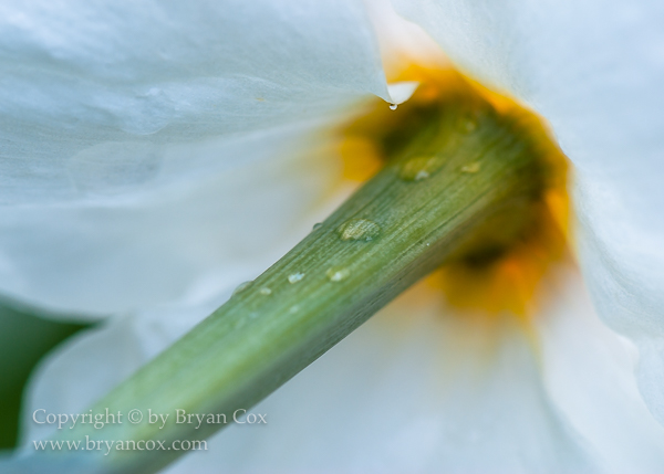 Image of Narcissus