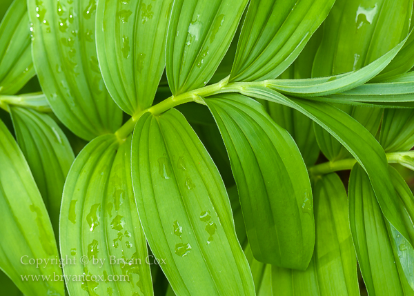Image of False Solomon's Seal (Smilacina racemosis)