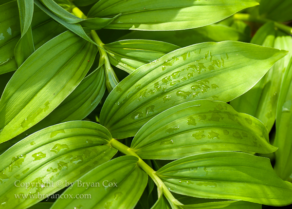 Image of False Solomon's Seal (Smilacina racemosis)