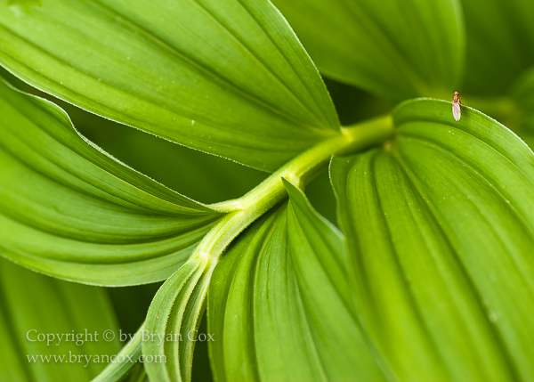 Image of False Solomon's Seal (Smilacina racemosis)
