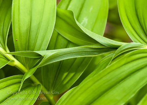 Image of False Solomon's Seal (Smilacina racemosis)