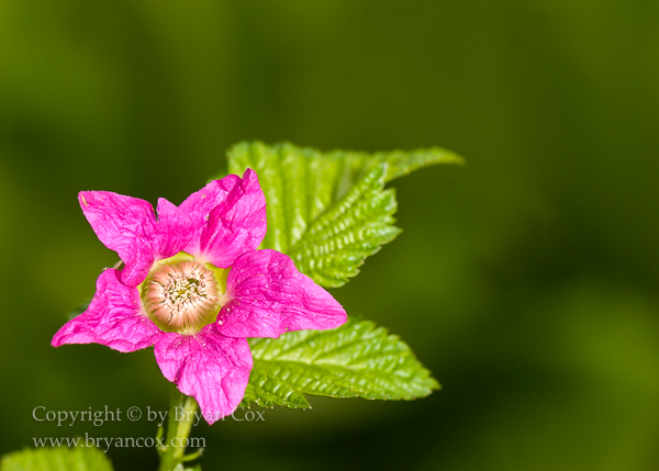 Image of Salmonberry (Rubus spectabilis)