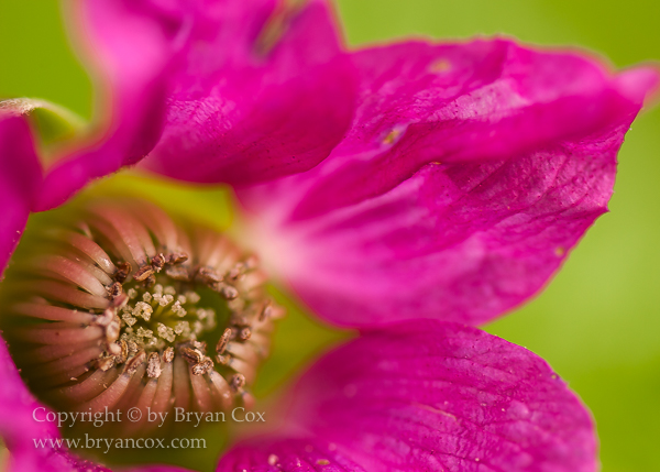 Image of Salmonberry (Rubus spectabilis)