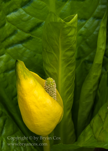Image of Skunk Cabbage (Lysichiton americanum)