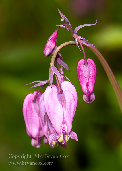 Image of Pacific Bleeding Heart (Dicentra formosa)