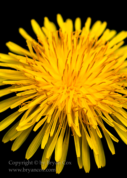 Image of Common Dandelion (Taraxacum officinale)