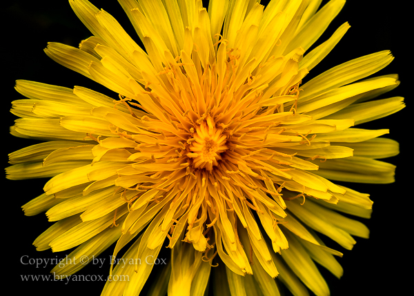 Image of Common Dandelion (Taraxacum officinale)