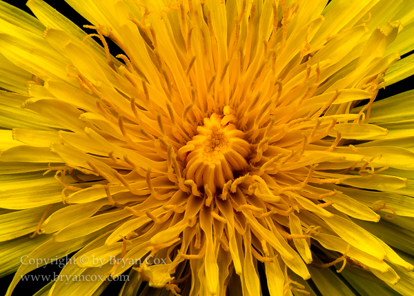 Image of Common Dandelion (Taraxacum officinale)