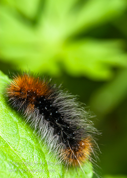 Image of Wooly Worm (Isabella tiger moth, Pyrrharctia isabella) 