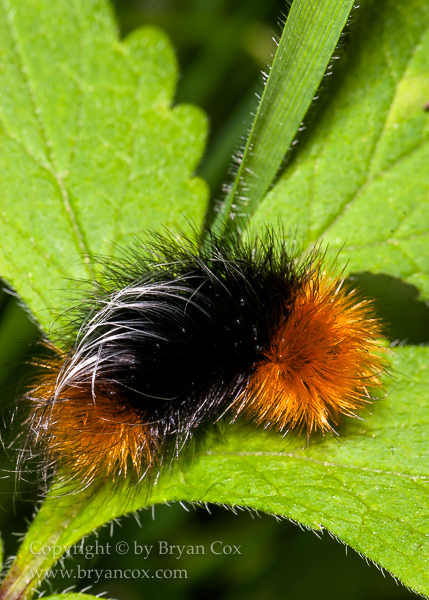 Image of Wooly Worm (Isabella tiger moth, Pyrrharctia isabella) 