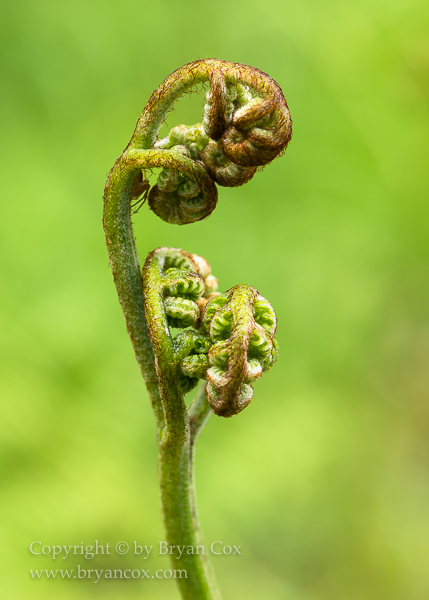 Image of Bracken Fern (Pteridium aquilinium)