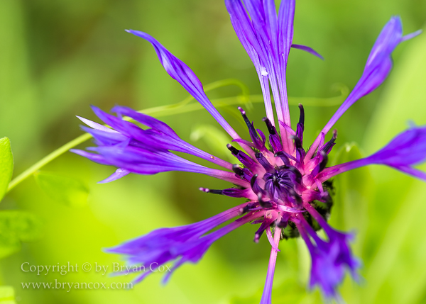 Image of Squarrose Knapweed (Centaurea triumfettii)