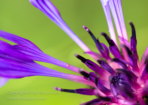 Image of Squarrose Knapweed (Centaurea triumfettii)