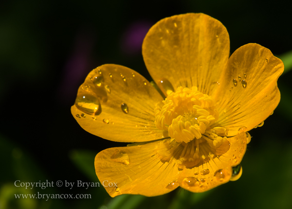 Image of Creeping Buttercup (Ranunculus repens)