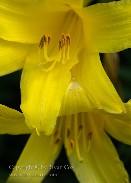 Image of Day Lily