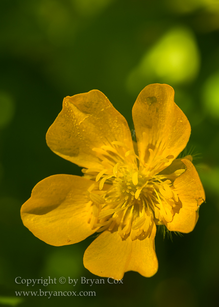 Image of Creeping Buttercup (Ranunculus repens)