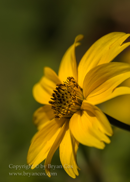 Image of 