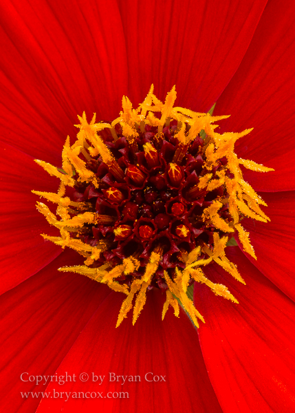 Image of Dahlia