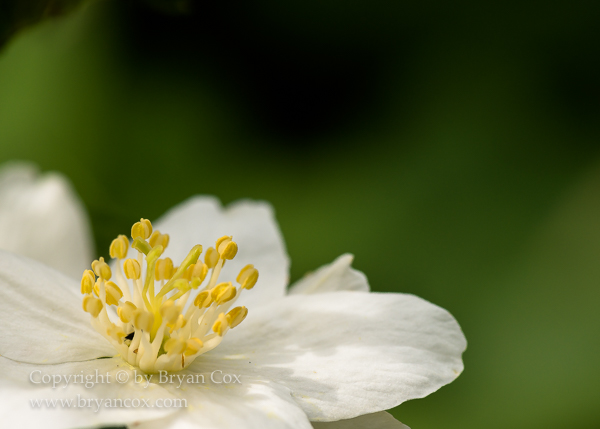Image of Apple Blossom