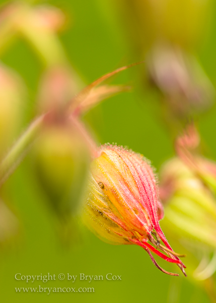 Image of Northern Geranium (Geranium erianthum)