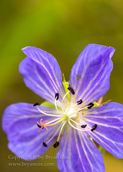 Image of Northern Geranium (Geranium erianthum)
