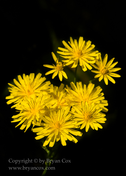 Image of Hawkweed
