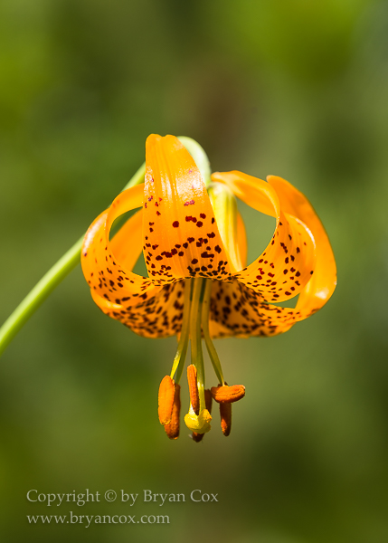 Image of Tiger Lily (Lillium columbianum)