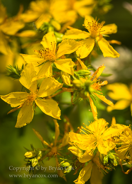 Image of Western St. John's-Wort (Hypericum formosum)