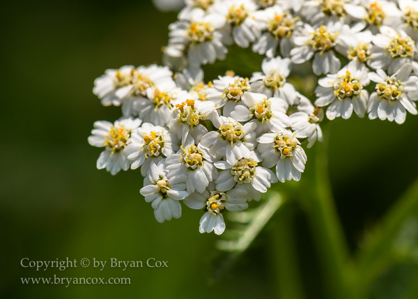 Image of Yarrow (Achillea millefolium)