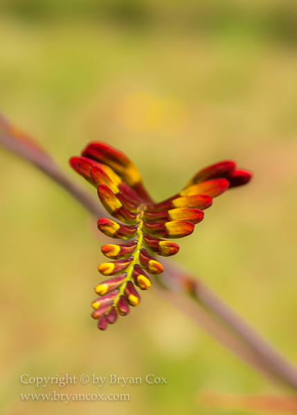 Image of Crocosmia