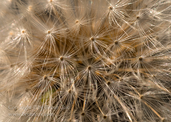 Image of Common Dandelion Seeds