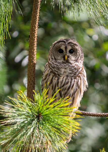 Image of Barred Owl