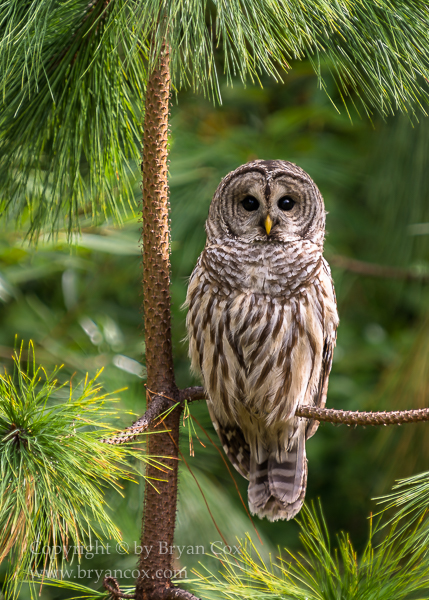 Image of Barred Owl