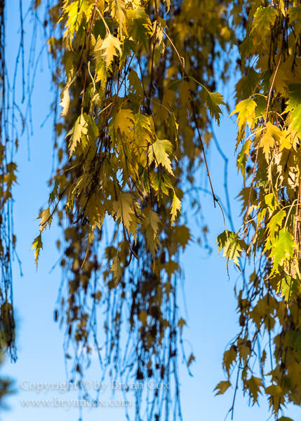 Image of Birch leaves
