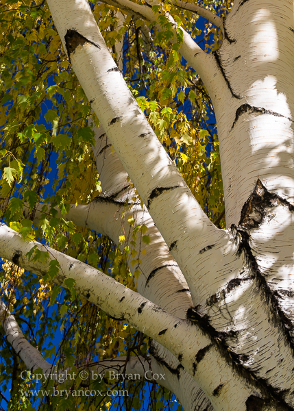 Image of Birch tree
