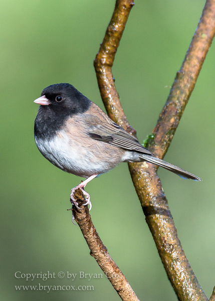 Image of Dark-eyed Junco