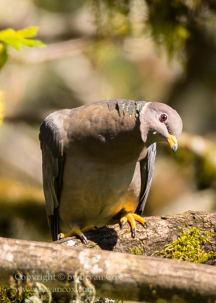 Image of Band-tailed Pigeon