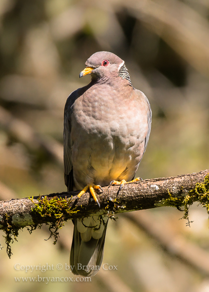 Image of Band-tailed Pigeon