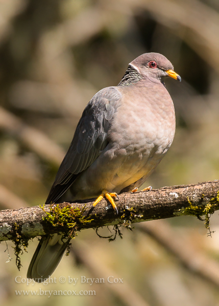 Image of Band-tailed Pigeon