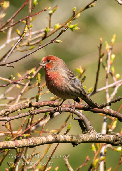 Image of House Finch