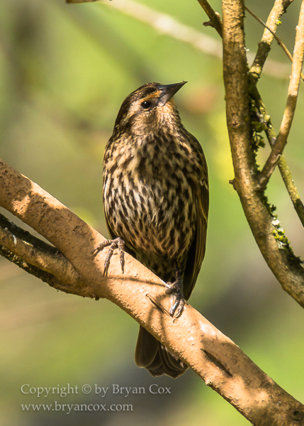 Image of Red-winged Blackbird