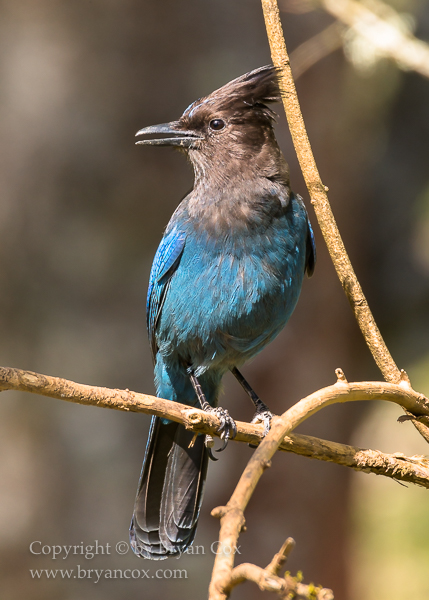 Image of Steller's Jay