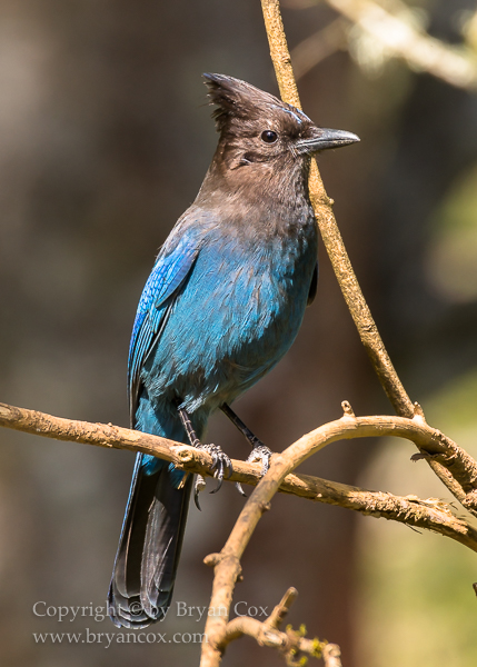 Image of Steller's Jay