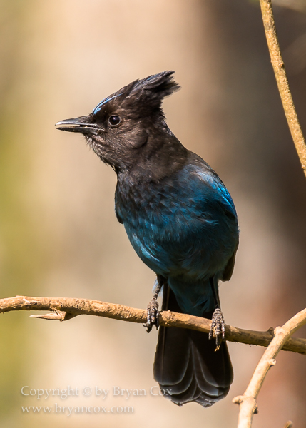 Image of Steller's Jay