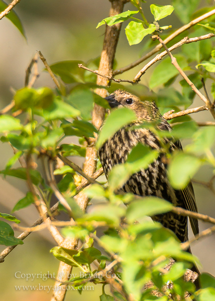 Image of Red-winged Blackbird