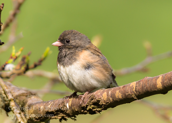 Image of Dark-eyed Junco
