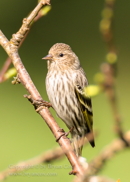 Image of Pine Siskin