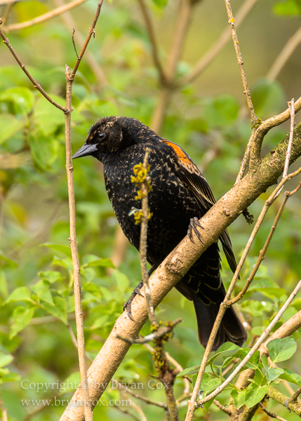 Image of Red-winged Blackbird
