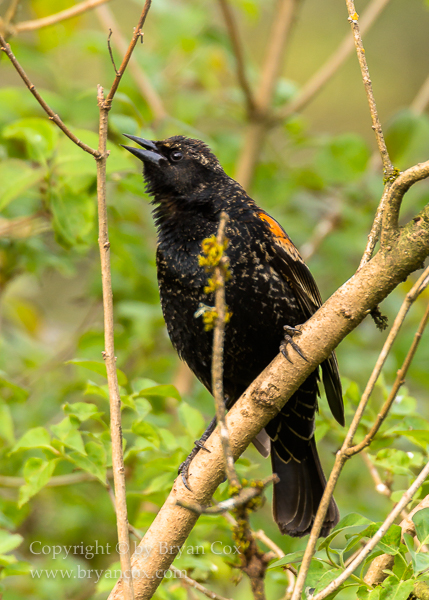 Image of Red-winged Blackbird