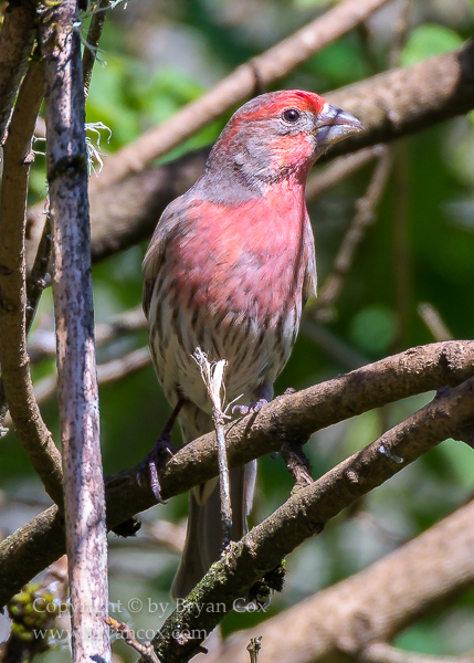 Image of House Finch